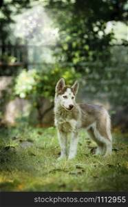 Cute blue eye siberian husky puppy playing and looking around