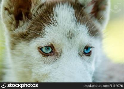 Cute blue eye siberian husky puppy playing and looking around