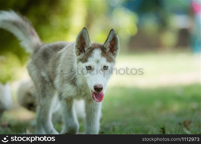 Cute blue eyed siberian husky puppy siberian husky puppy approaching forward