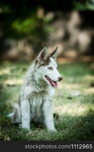 Cute blue eyed Siberian husky puppy sitting and looking around in local park