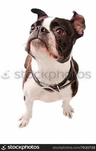 Cute Boston Terrier Dog Looking up on a white Background