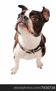 Cute Boston Terrier Dog Looking up on a white Background