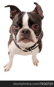 Cute Boston Terrier dog standing on a white background