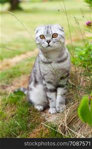 Cute British fold cat, gray whith stripes, with orange eyes, sitting in yard, looking at camera. Concept rare pets. Close-up.