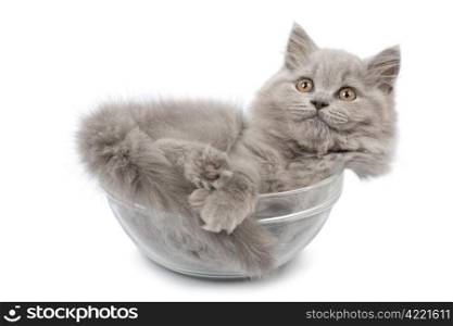 cute british kitten in glass bowl isolated
