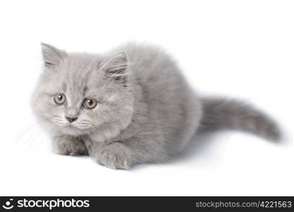 cute british kitten isolated