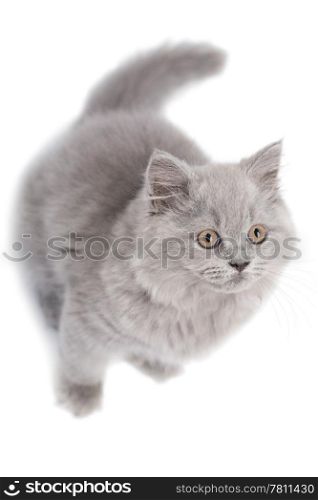 cute British kitten looking up isolated