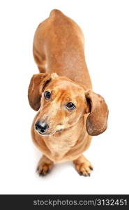 cute brown dachshund dog isolated on white background