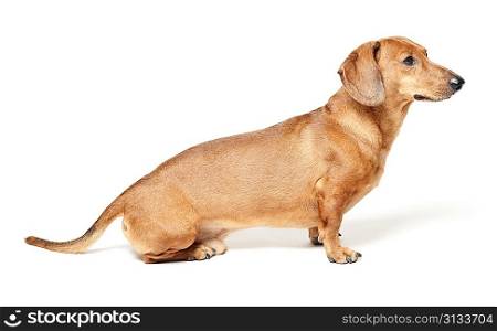 cute brown dachshund dog isolated on white background