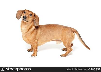 cute brown dachshund dog isolated on white background