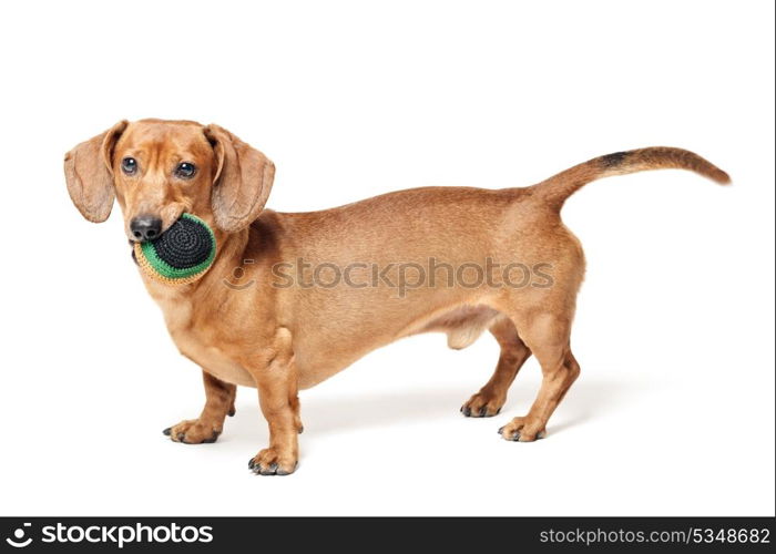 cute brown dachshund dog with ball isolated on white background
