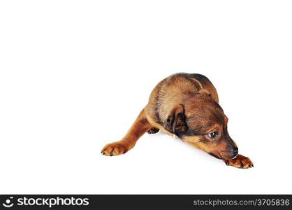 cute brown dog is lying quietly