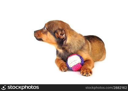 cute brown dog is lying with ball