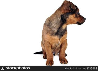 cute brown dog is sitting quietly