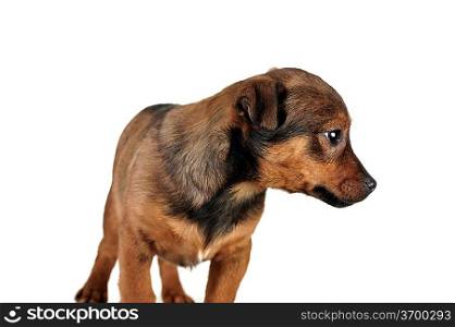 cute brown dog is sitting quietly