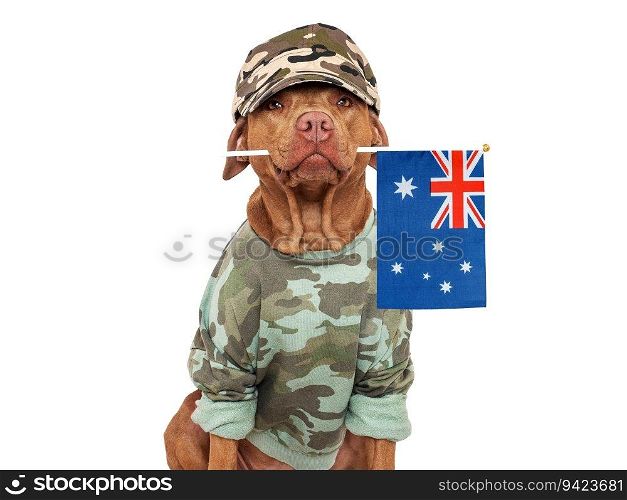 Cute brown dog, military shirt and Australian Flag. Closeup, indoors. Studio shot. Congratulations for family, loved ones, relatives, friends and colleagues. Pets care concept. Cute brown dog, military shirt and Australian Flag