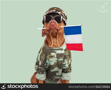 Cute brown dog, military shirt and French Flag. Closeup, indoors. Studio shot. Congratulations for family, loved ones, relatives, friends and colleagues. Pets care concept. Cute brown dog, military shirt and French Flag
