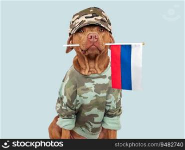 Cute brown dog, military shirt and Russian Flag. Closeup, indoors. Studio shot. Congratulations for family, loved ones, relatives, friends and colleagues. Pets care concept. Cute brown dog, military shirt and Russian Flag