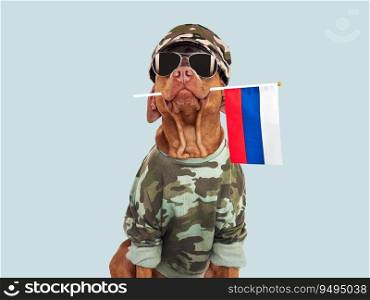 Cute brown dog, military shirt and Russian Flag. Closeup, indoors. Studio shot. Congratulations for family, loved ones, relatives, friends and colleagues. Pets care concept. Cute brown dog, military shirt and Russian Flag