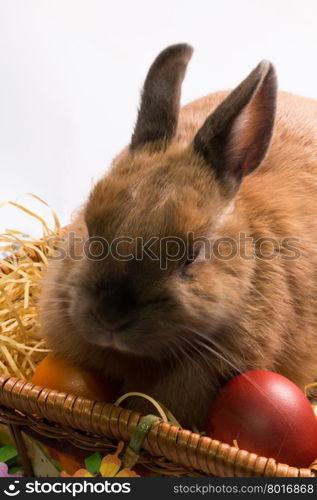 Cute brown easter bunny with wicker basket and eggs