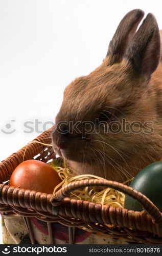 Cute brown easter bunny with wicker basket and eggs