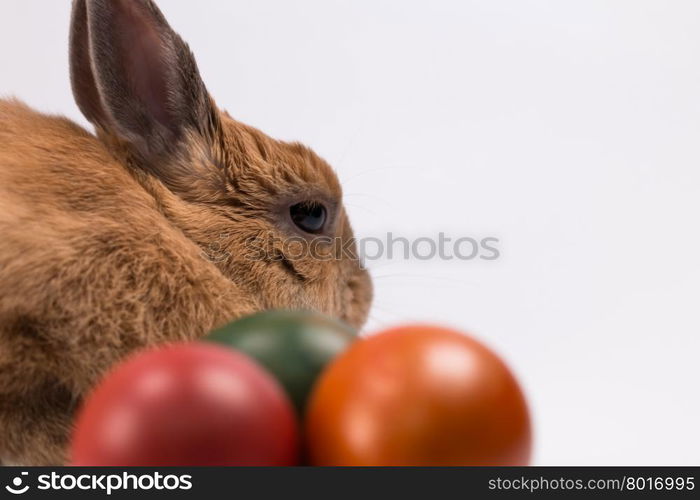 Cute brown easter bunny with wicker basket and eggs