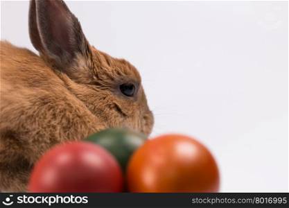 Cute brown easter bunny with wicker basket and eggs