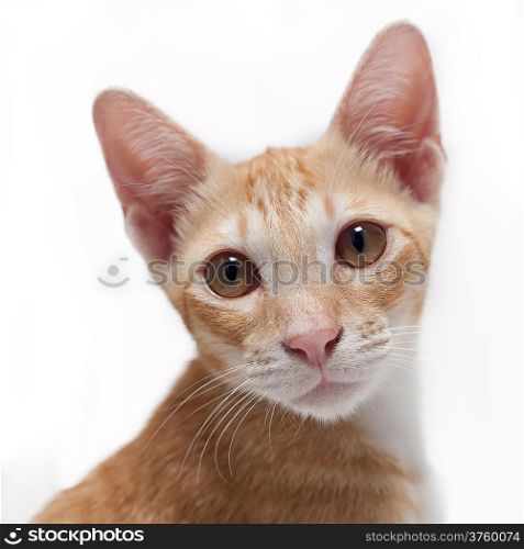 Cute brown kitten close up on white background