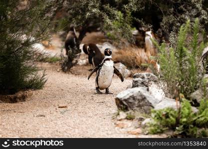Cute brown penguins walking in a natural park. selective focus.. Cute brown penguins walking in a natural park. selective focus