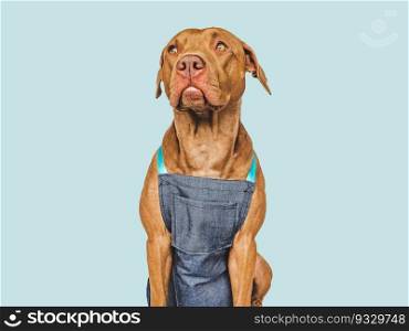 Cute brown puppy and gardener’s apron. Close-up, indoors. Studio shot. Concept of care, education, obedience training and raising pets. Cute brown puppy and gardener’s apron. Close-up