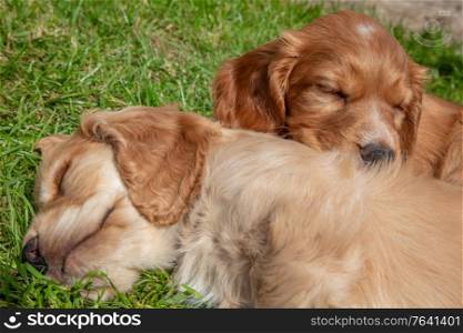 Cute brown puppy dogs sleeping in sunshine on grass