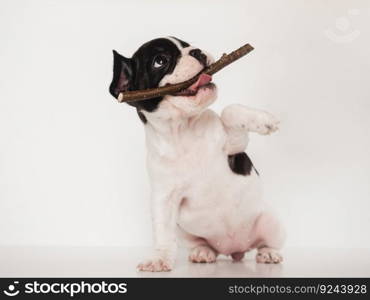 Cute brown puppy holding a toy. Close-up, indoors. Studio shot. Concept of care, education, obedience training and raising pet. Cute brown puppy holding a toy. Close-up