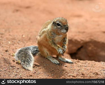 cute cape bristle squirrel with brown fur