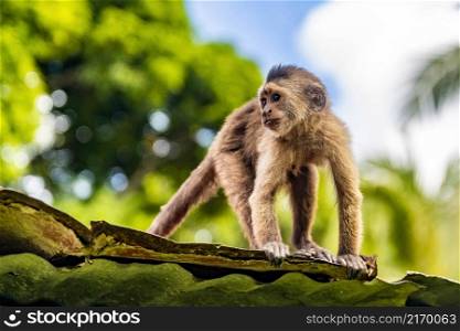Cute capuchin wild monkey on the roof at day. Cute capuchin wild monkey on the roof