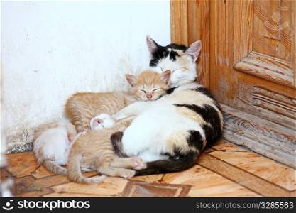 cute cat and kittens is slipping near door