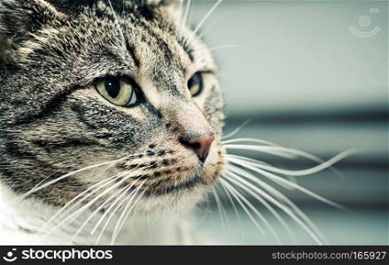 Cute cat face portrait, looking at something. Adorable kitten series.