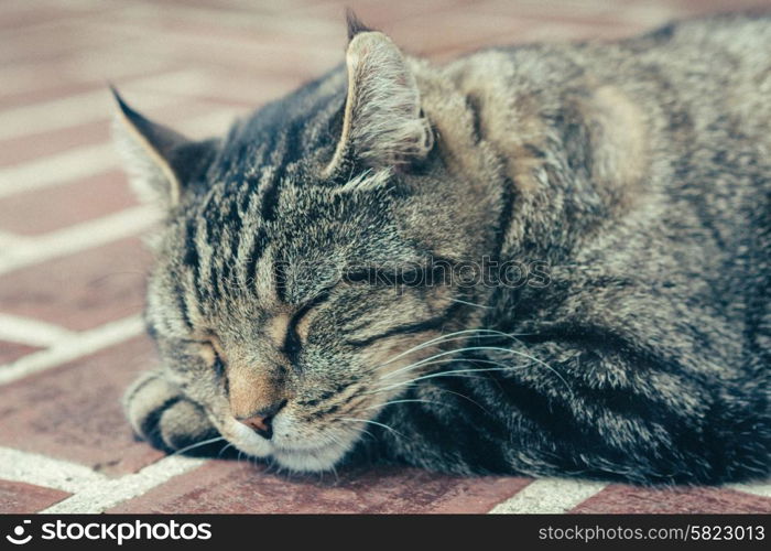 Cute cat is sleeping outdoors
