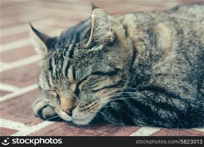 Cute cat is sleeping outdoors