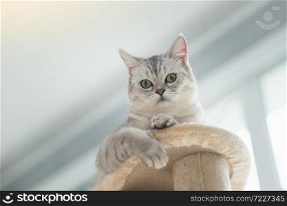 Cute cat lying on cat tower