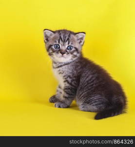 Cute cat on yellow background