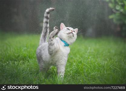 Cute cat playing in the park on rainy day