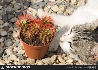 Cute cat posing with grusonii cactus succulent on the gravel.