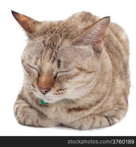 Cute cat sleeping on white background