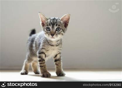 cute cat standing in room and mornig light