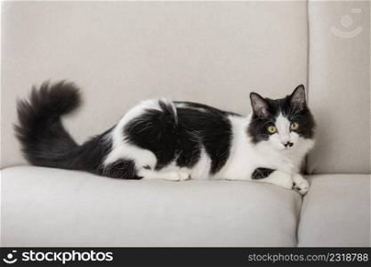 Cute cat with black and white fur chilling on comfortable sofa in living room and looking at camera. Fluffy domestic cat resting on couch