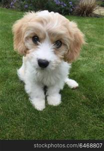 Cute Cavachon puppy on the lawn