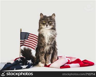 Cute, charming kitten and American Flag on a white, isolated background. Close-up, side view. Studio photo shoot. Preparation for the national holiday. Congratulations for family, friends, colleagues. Cute kitten and American Flag. Studio photo shoot