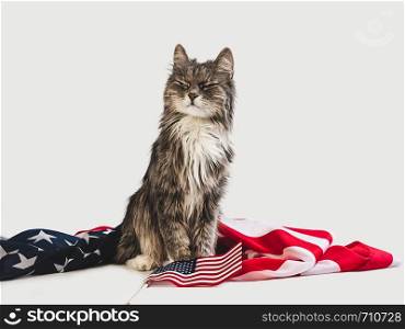 Cute, charming kitten and American Flag on a white, isolated background. Close-up, side view. Studio photo shoot. Preparation for the national holiday. Congratulations for family, friends, colleagues. Cute kitten and American Flag. Studio photo shoot