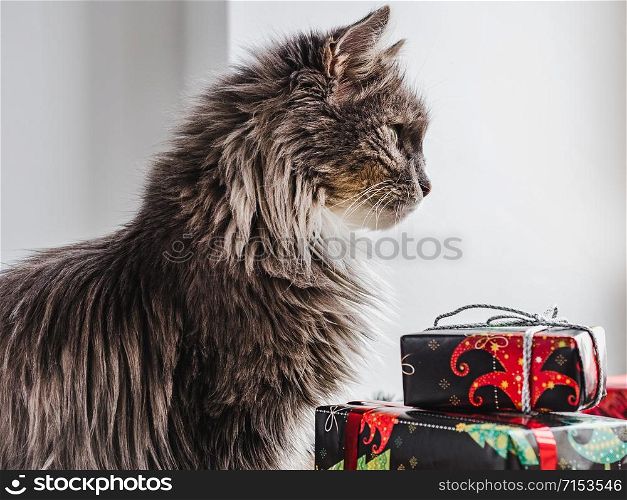 Cute, charming kitten and multi-colored, bright gift boxes. Merry Christmas and Happy New Year 2020. Cute, charming kitten and bright gift boxes