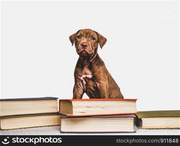 Cute, charming puppy and vintage books. Close-up, isolated background. Studio photo. Concept of care, education, obedience training and raising of pets. Cute puppy and vintage books. Studio photo